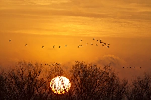 Sandhill cranes silhouetted aginst the rising sun as they leave the Platte River near Sandhill cranes silhouetted aginst the rising sun as they leave the Platte River near