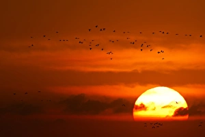 Sandhill cranes silhouetted aginst the setting sun as they fly to the Platte River near Sandhill cranes silhouetted aginst the setting sun as they fly to the Platte River near