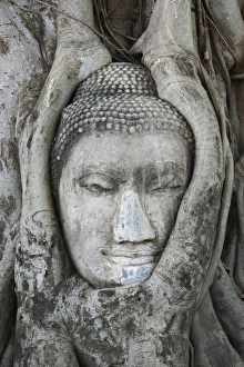 Sandstone head of Buddha surrounded by tree roots, Wat Yai Chaya Mongkol or The Great Sandstone head of Buddha surrounded by tree roots, Wat Yai Chaya Mongkol or The Great