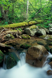 Sandwich, NH Wonalancet Brook and an old-growth hardwood forest in The Bowl Natural Area Sandwich, NH Wonalancet Brook and an old-growth hardwood forest in The Bowl Natural Area