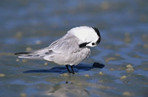 Sandwich Tern, Sterna sandvicensis, adult winter plumage, Sanibel Island, Florida Sandwich Tern, Sterna sandvicensis, adult winter plumage, Sanibel Island, Florida