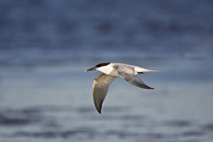 Sandwich Tern (Sterna sandvicensis) in flight, Laguna Madre, Texas, USA, spring Sandwich Tern (Sterna sandvicensis) in flight, Laguna Madre, Texas, USA, spring