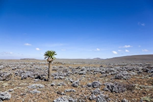 the Sanetti Plateau at ca 4150m altitude with lonely giant lobelia the Sanetti Plateau at ca 4150m altitude with lonely giant lobelia