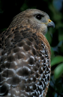 Sanibel Island, FL Red-shouldered hawk, Buteo lineatus, at Ding Darling National Sanibel Island, FL Red-shouldered hawk, Buteo lineatus, at Ding Darling National