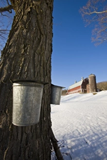 Sap buckets on maple trees on a farm in Pomfret, Vermont Sap buckets on maple trees on a farm in Pomfret, Vermont