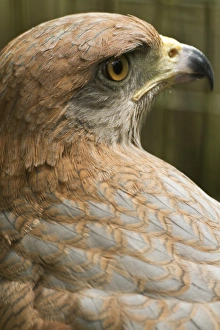 Savannah hawk, Buteogallus meridionalis, (captive), Anton el Valle, Panama Savannah hawk, Buteogallus meridionalis, (captive), Anton el Valle, Panama