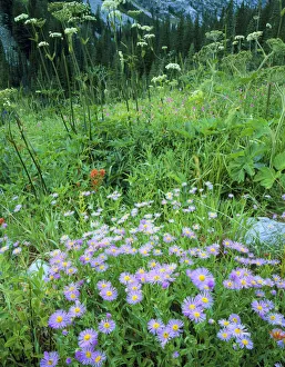 Sawtooth Wilderness, Idaho. USA. Asters & other wildflowers near headwaters of Middle Sawtooth Wilderness, Idaho. USA. Asters & other wildflowers near headwaters of Middle