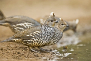 Scaled Quail (Callipepla squamata), covey drinking at south Texas pond Scaled Quail (Callipepla squamata), covey drinking at south Texas pond