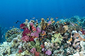 Scalefin Anthias (Pseudanthias squamipinnis) and diverse coral reef, Fiji. South Pacific Scalefin Anthias (Pseudanthias squamipinnis) and diverse coral reef, Fiji. South Pacific
