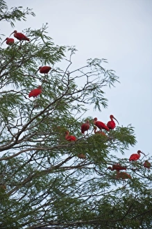 Scarlet Ibis (Eudocimus ruber) roosting, Hato Masaguarel working farm Scarlet Ibis (Eudocimus ruber) roosting, Hato Masaguarel working farm