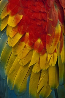 Scarlet Macaw (Ara macao) CAPTIVE. Gabaro Huaorani Indian community. Yasuni National Park Scarlet Macaw (Ara macao) CAPTIVE. Gabaro Huaorani Indian community. Yasuni National Park