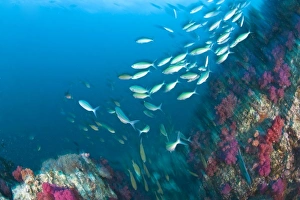 Schooling Lunar Fusiliers (Caesio lunaris), Richelieu Rock, Surin National Marine Park Schooling Lunar Fusiliers (Caesio lunaris), Richelieu Rock, Surin National Marine Park