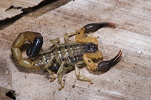 Scorpion, Odzala - Kokoua National Park, Republic of Congo (Congo - Brazzaville), AFRICA Scorpion, Odzala - Kokoua National Park, Republic of Congo (Congo - Brazzaville), AFRICA