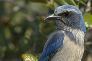 Scrub Jay, Aphelocoma coerulescens, Merritt island NWR, Florida, USA Scrub Jay, Aphelocoma coerulescens, Merritt island NWR, Florida, USA