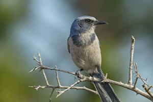 Scrub Jays, Aphelocoma coerulescens, Merritt island NWR, Florida, USA Scrub Jays, Aphelocoma coerulescens, Merritt island NWR, Florida, USA