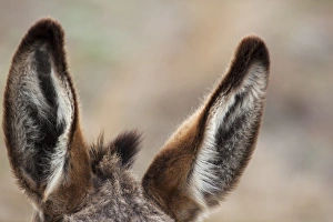 SD, Custer State Park, Wild Burro, Burro ears SD, Custer State Park, Wild Burro, Burro ears