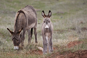 SD, Custer State Park, Wild Burros, mother and baby SD, Custer State Park, Wild Burros, mother and baby