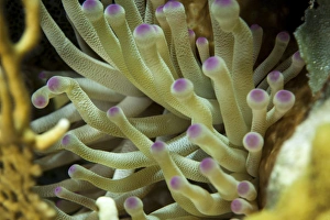 A sea anemone with purple tips on its arms in an underwater macro photo near Staniel Cay A sea anemone with purple tips on its arms in an underwater macro photo near Staniel Cay