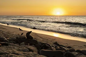Sea lions on the beach, swimming, sleeping and moving about at sunset Sea lions on the beach, swimming, sleeping and moving about at sunset