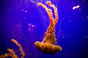Sea Nettles (Chrysaora fuscescens) on display at the Monterey Bay Aquarium - Monterey Sea Nettles (Chrysaora fuscescens) on display at the Monterey Bay Aquarium - Monterey