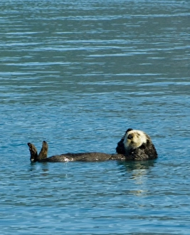 Sea otter floating along in the cold waters of Aialik Bay Kenai Fjords National Park Sea otter floating along in the cold waters of Aialik Bay Kenai Fjords National Park