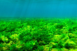 Seabottom covered with Green Algae, St. Vincent and the Grenadines Seabottom covered with Green Algae, St. Vincent and the Grenadines
