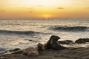 Seal lions interacting on the rocks at the Pacific Ocean side with the setting sun Seal lions interacting on the rocks at the Pacific Ocean side with the setting sun