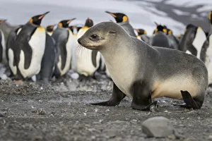Seal pup with king penguins on beach of St. Andrews Bay, South Georgia Islands Seal pup with king penguins on beach of St. Andrews Bay, South Georgia Islands