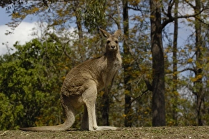 Most often seen in Australia, Eastern Grey Kangaroo (Macropus giganteus), and captive Most often seen in Australia, Eastern Grey Kangaroo (Macropus giganteus), and captive