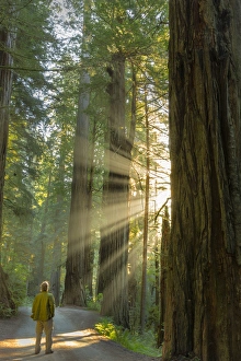 Self portrait in god rays among giant redwood trees in Jebediah, Smith State Park Self portrait in god rays among giant redwood trees in Jebediah, Smith State Park
