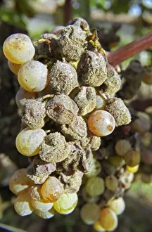 European Wine Production Prints: Semillon grapes