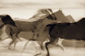 Sepia abstract of wild mustangs (Equus caballus) running. Oregon, USA Sepia abstract of wild mustangs (Equus caballus) running. Oregon, USA