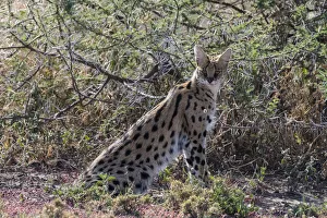 Serval (Leptailurus serval), Ndutu, Ngorongoro Conservation Area, Serengeti, Tanzania Serval (Leptailurus serval), Ndutu, Ngorongoro Conservation Area, Serengeti, Tanzania