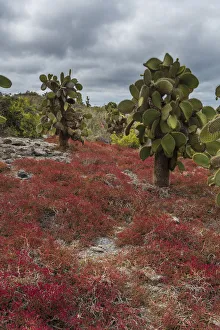 South america/sesuvium edmonstonei cactus south plaza island South america/sesuvium edmonstonei cactus south plaza island
