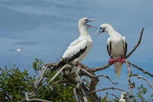 Seychelles, Indian Ocean, Aldabra, Cosmoledo Atoll. Important bird nesting colony Seychelles, Indian Ocean, Aldabra, Cosmoledo Atoll. Important bird nesting colony