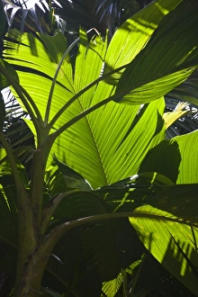 Seychelles, Mahe Island, Victoria, Botanical Gardens, banana palm leaf, musa sapientum Seychelles, Mahe Island, Victoria, Botanical Gardens, banana palm leaf, musa sapientum