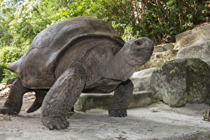 Seychelles, Mahe, St. Anne Marine National Park, Moyenne Island. Giant Aldabran tortoise (Wild Seychelles, Mahe, St. Anne Marine National Park, Moyenne Island. Giant Aldabran tortoise (Wild