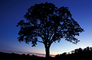 Sharon, CT Oak trees in a field at sunset in the Litchfield Hills of western Connecticut Sharon, CT Oak trees in a field at sunset in the Litchfield Hills of western Connecticut