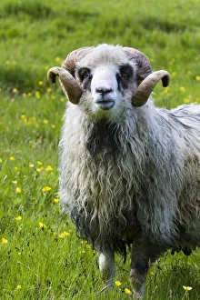 Sheep on the Faroe Islands. Europe, northern euorpe, scandinavia, denmark, faroe islands Sheep on the Faroe Islands. Europe, northern euorpe, scandinavia, denmark, faroe islands