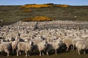 Sheep before shearing (Roughies), Port Stephens Farm, West Falkland, Falkland Islands Sheep before shearing (Roughies), Port Stephens Farm, West Falkland, Falkland Islands