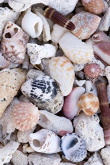 Shells on the Beach Print