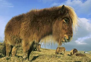 Shetland Pony, mainland Shetland Islands, stongest horse for size, Scotland, UK Shetland Pony, mainland Shetland Islands, stongest horse for size, Scotland, UK