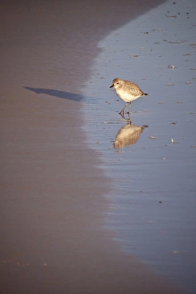 Shorebird (plover) on beach, Daytona Beach, FL Shorebird (plover) on beach, Daytona Beach, FL