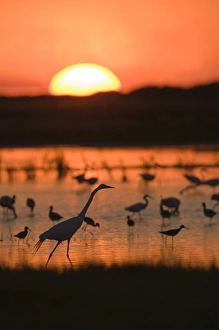 Shorebirds feeding at sunset, Welder flats, Texas Shorebirds feeding at sunset, Welder flats, Texas