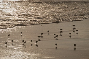 Shorebirds (sanderlings) at edge of Pacific Ocean, Crystal Cove State Park, California Shorebirds (sanderlings) at edge of Pacific Ocean, Crystal Cove State Park, California