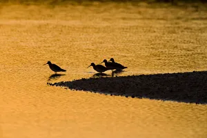 Shorebirds at sunrise at the mouth of the Connecticut River in Old Lyme, Connecticut Shorebirds at sunrise at the mouth of the Connecticut River in Old Lyme, Connecticut