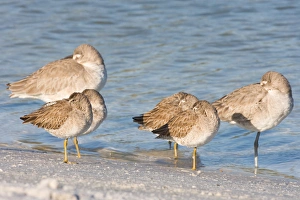 Short-billed dowitchers and a willets rest on North Beach at Fort De Soto Park in Pinellas County Short-billed dowitchers and a willets rest on North Beach at Fort De Soto Park in Pinellas County