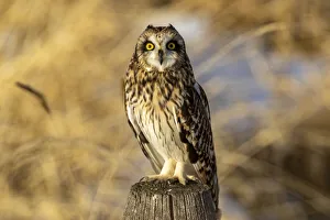 Short-eared owl at Ninepipe National Wildlife Refuge, Montana, USA Short-eared owl at Ninepipe National Wildlife Refuge, Montana, USA
