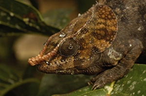 Short-horned Chameleon (Calumma brevicornis) in Madagascar, Africa Short-horned Chameleon (Calumma brevicornis) in Madagascar, Africa