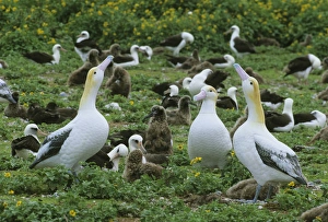 Short-tailed Albatross, (Diomedea albatrus), decoys to lure birds to eastern island Short-tailed Albatross, (Diomedea albatrus), decoys to lure birds to eastern island